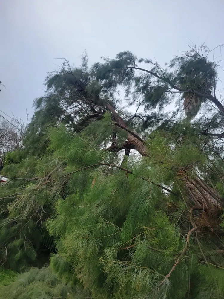 Top-rated landscape design in Livermore, CA by Alamo’s Tree Service