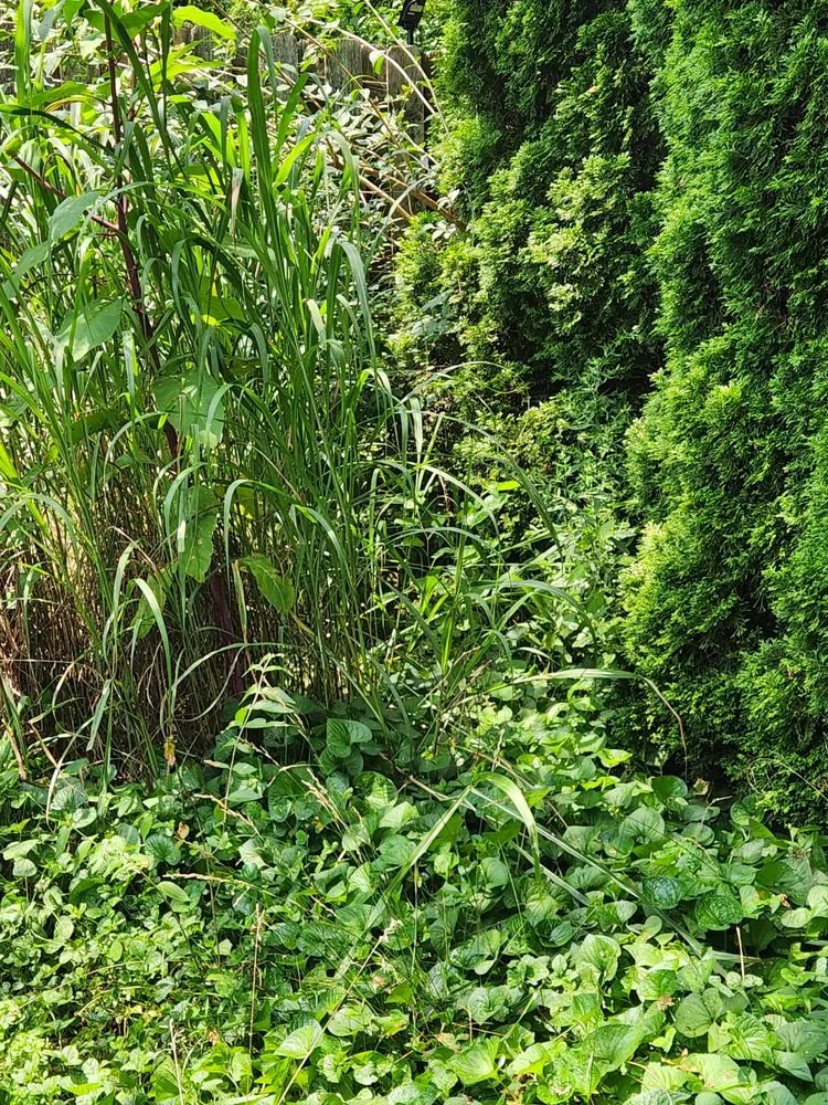 Reliable landscape installation in Lexington-Fayette, KY - Alan & Son Landscaping and Lawn Care