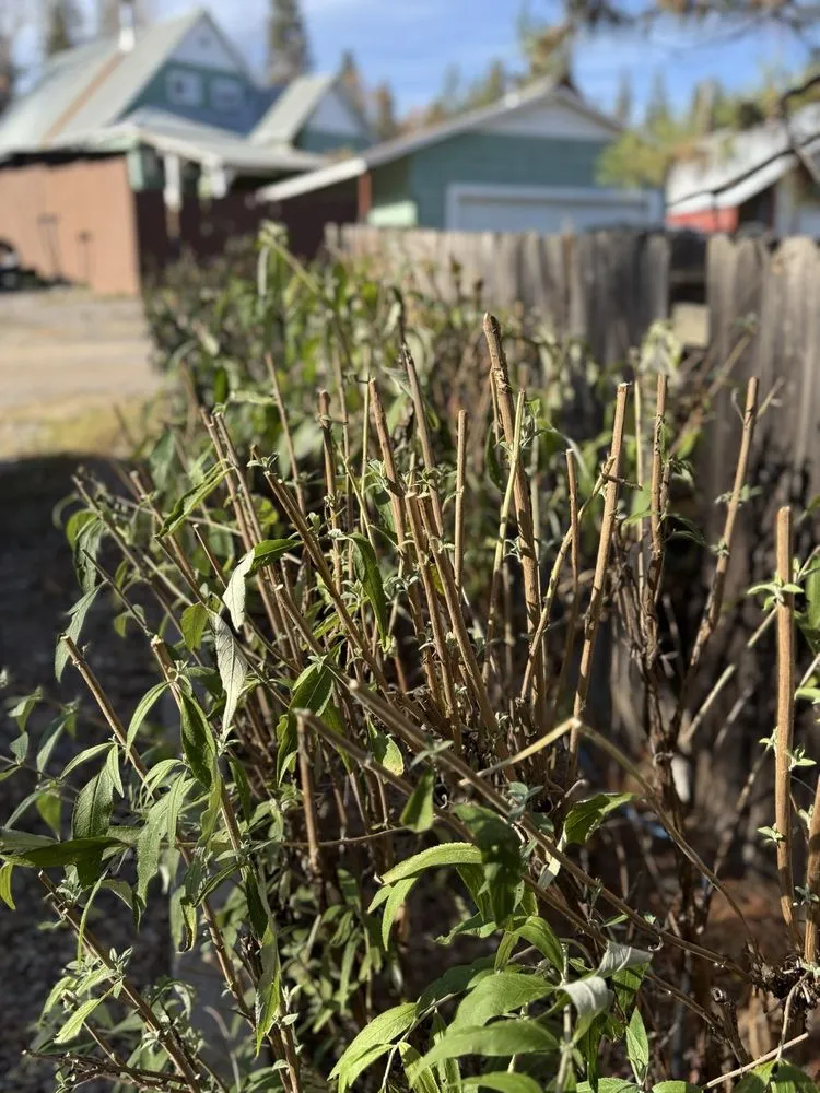 Reliable outdoor landscaping in Dunsmuir, CA by Alan’s Complete Landscaping Service