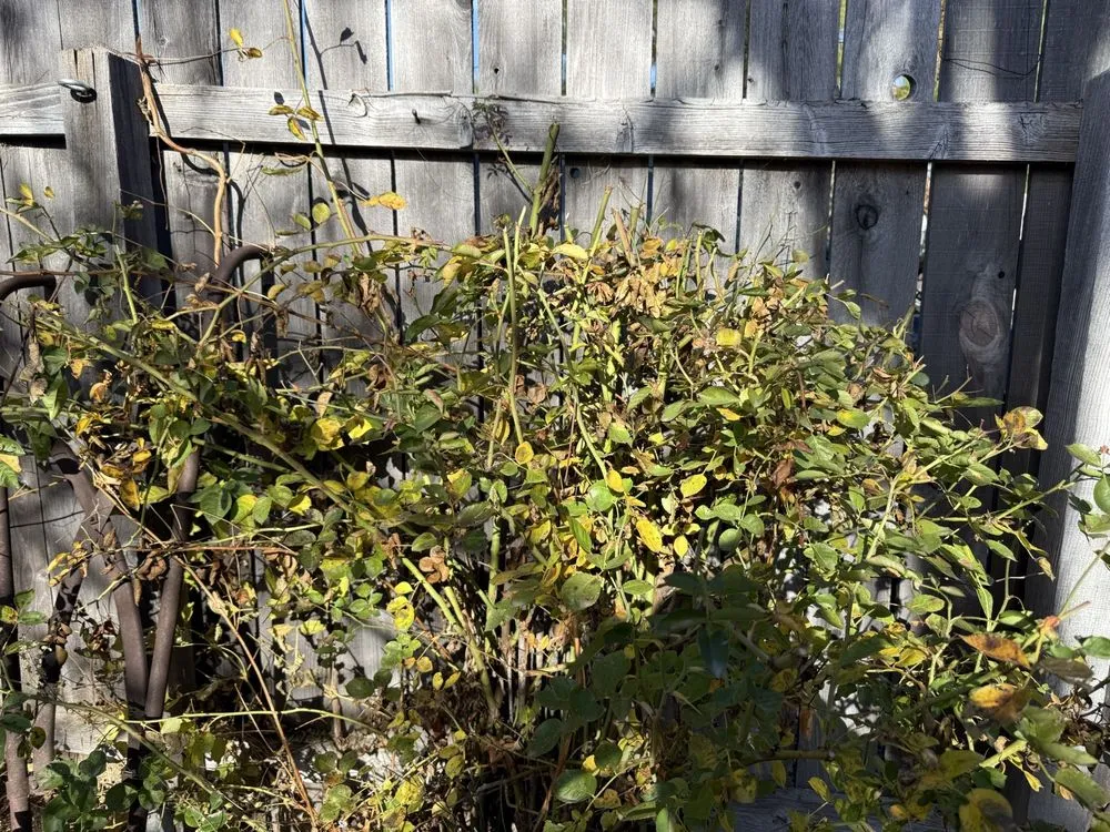 Affordable landscape design in Dunsmuir, CA - Alan’s Complete Landscaping Service