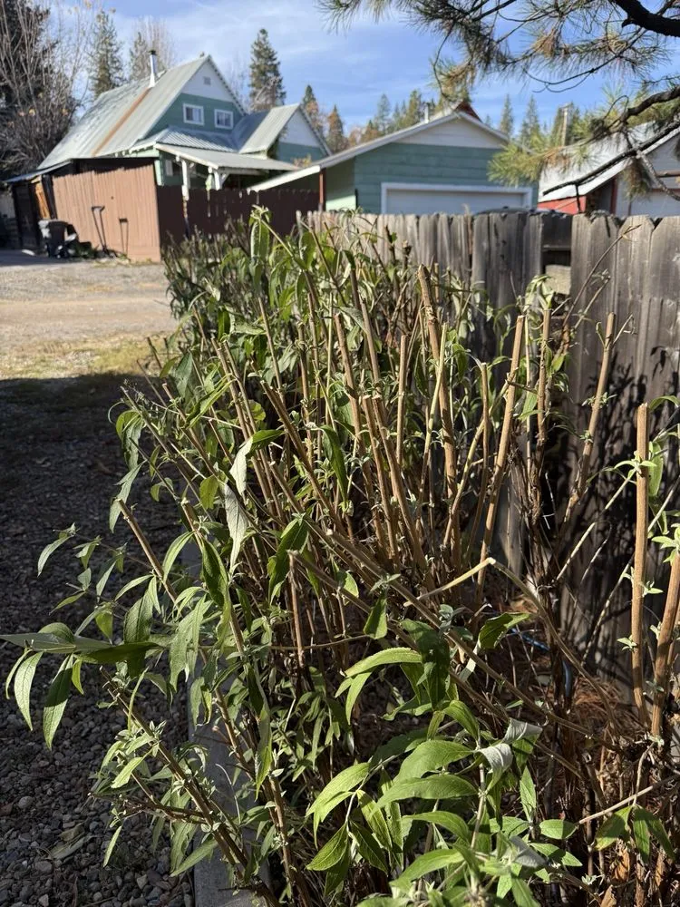 Reliable garden landscaping for outdoor upgrades across Dunsmuir, CA - Alan’s Complete Landscaping Service