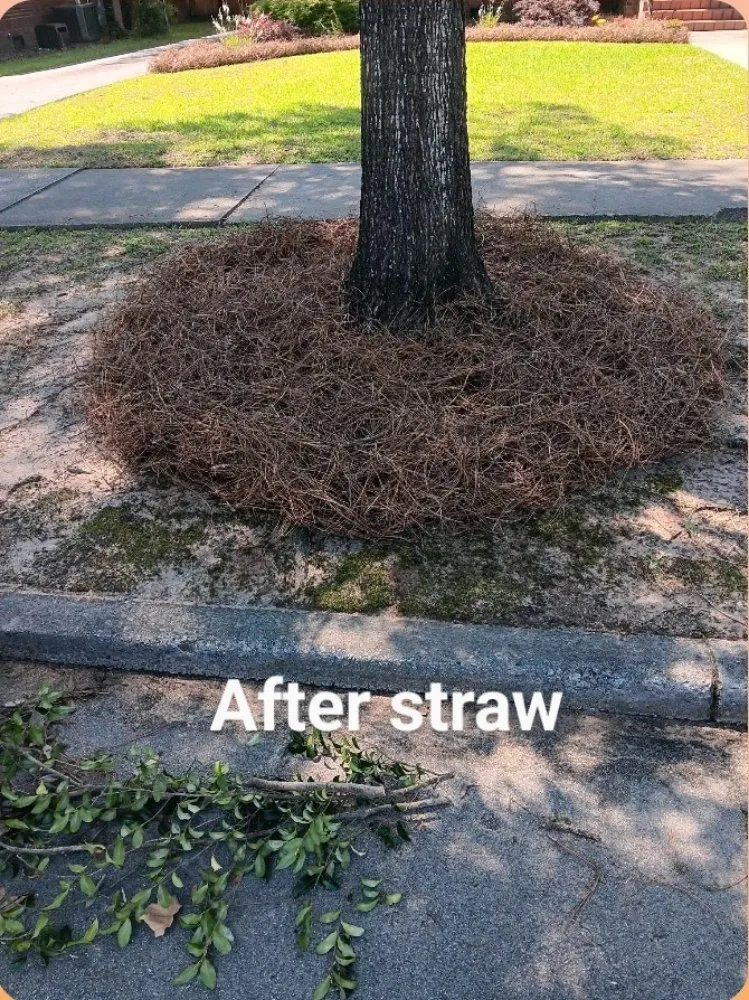 Top-rated landscaping services for year-round maintenance across Bradley, SC - Alan's Lawn Maintenance
