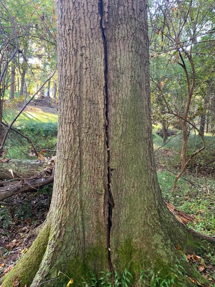 Top-rated yard cleanup service for homes across Adelphi, MD - Alarcon's Landscaping