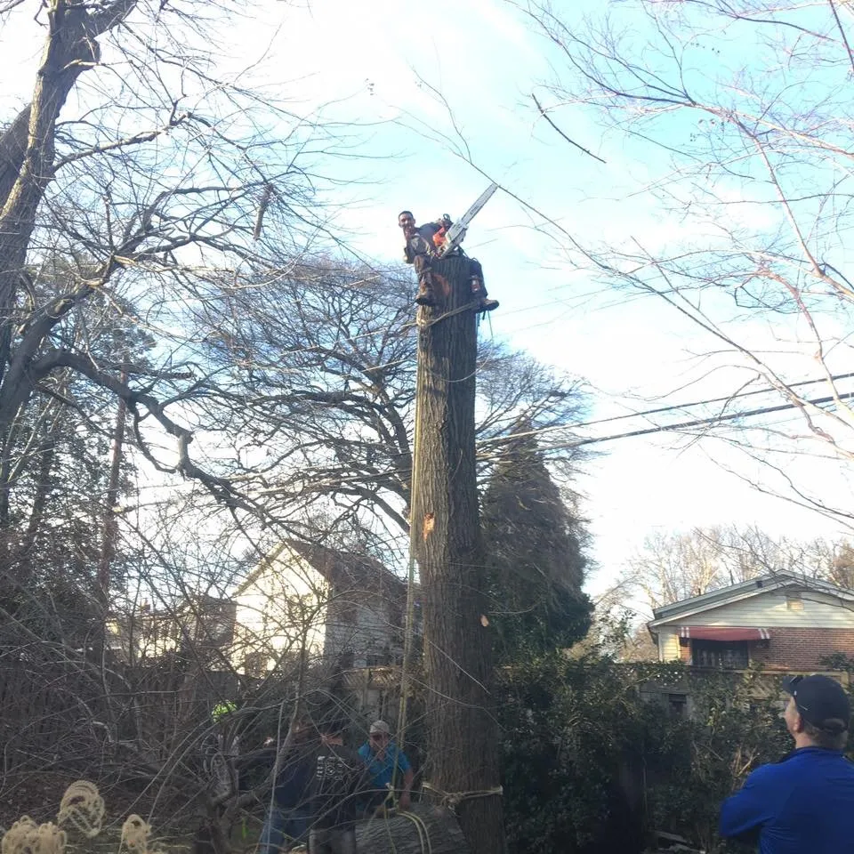 Custom garden landscaping in Adelphi, MD - Alarcon's Landscaping