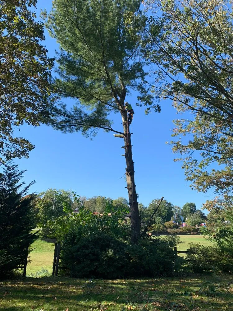 Expert landscaping services for year-round maintenance across Adelphi, MD - Alarcon's Landscaping