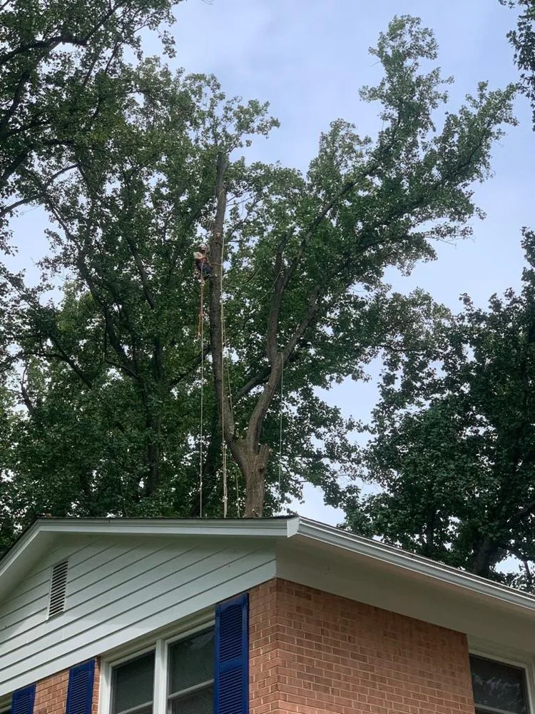 Expert outdoor landscaping in Adelphi, MD by Alarcon's Landscaping