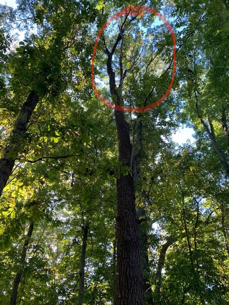 Expert garden landscaping in Adelphi, MD by Alarcon's Landscaping