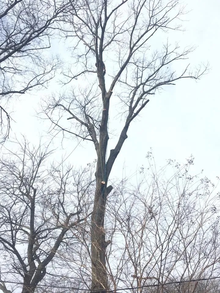 Reliable yard cleanup service for outdoor upgrades in Adelphi, MD by Alarcon's Landscaping