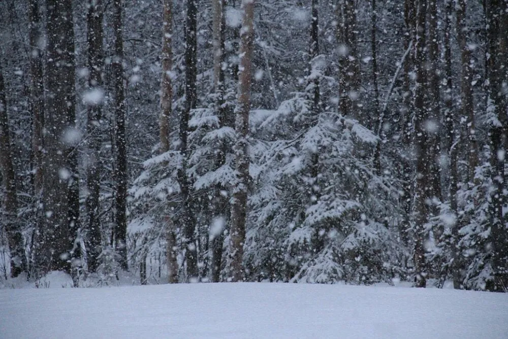 Affordable yard cleanup service in Anchorage, AK - Alaska Premier Services