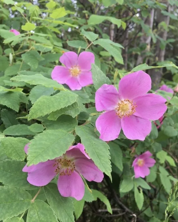 Local landscaping services experts serving Anchorage, AK - Alaska Yard & Property Services