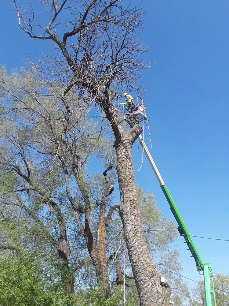 Expert lawn care service in Rockford, IL by ALB Tree Service