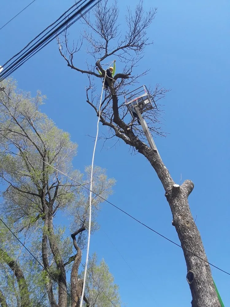 Custom landscape installation in Rockford, IL by ALB Tree Service