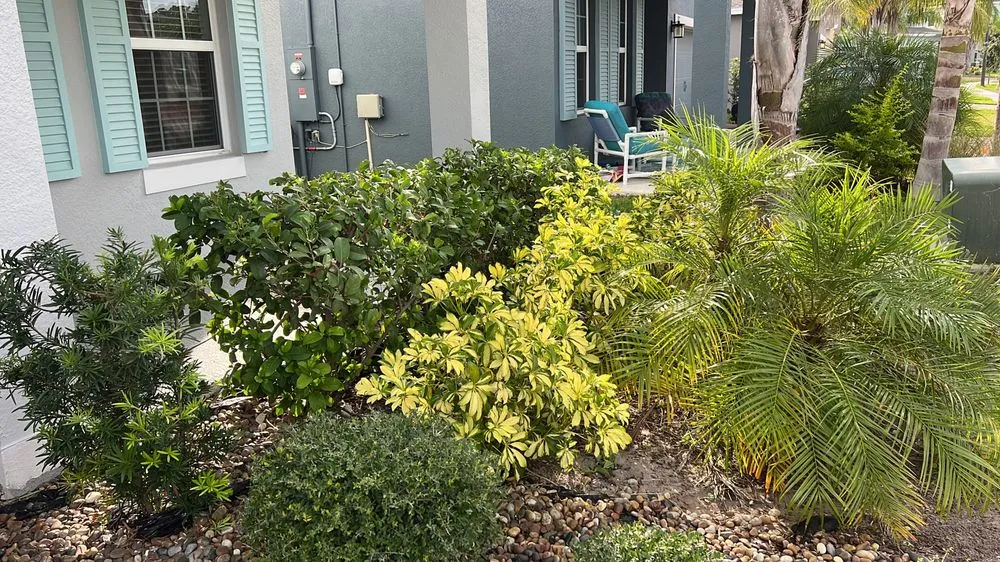 Trusted yard cleanup service near you in Kissimmee, FL by Albafar