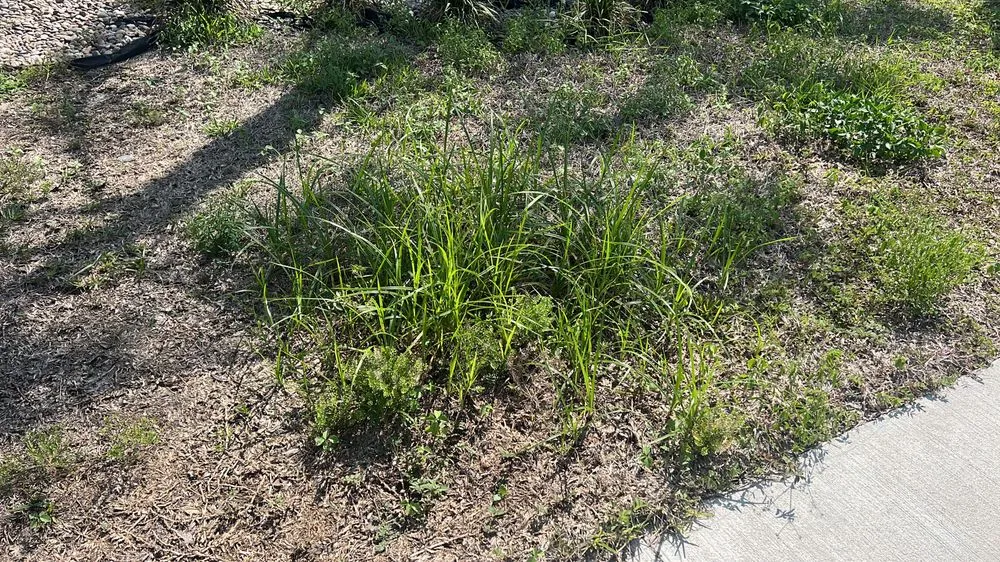 Affordable yard maintenance near you across Kissimmee, FL - Albafar