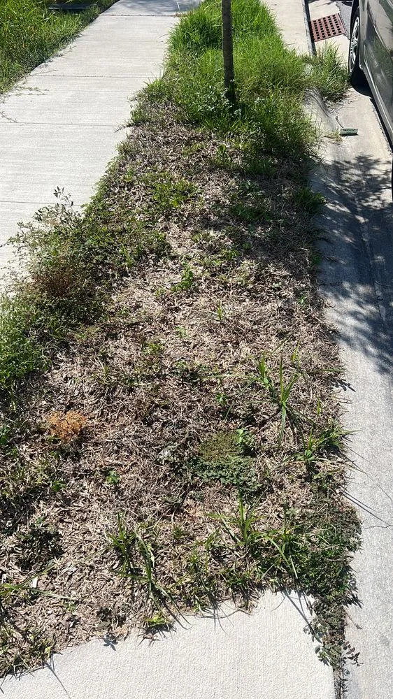 Reliable garden landscaping in Kissimmee, FL by Albafar