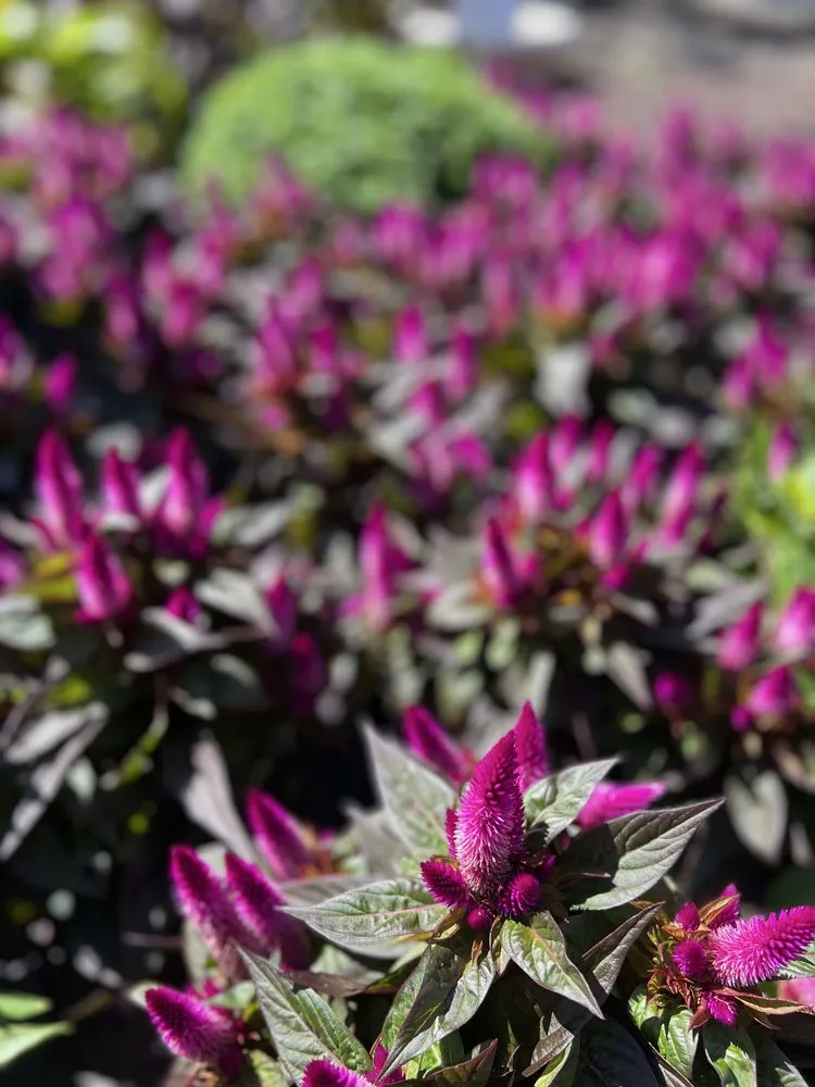 Reliable garden landscaping for beautiful yards in Wind Gap, PA by Albanese Garden Center & Greenhouse