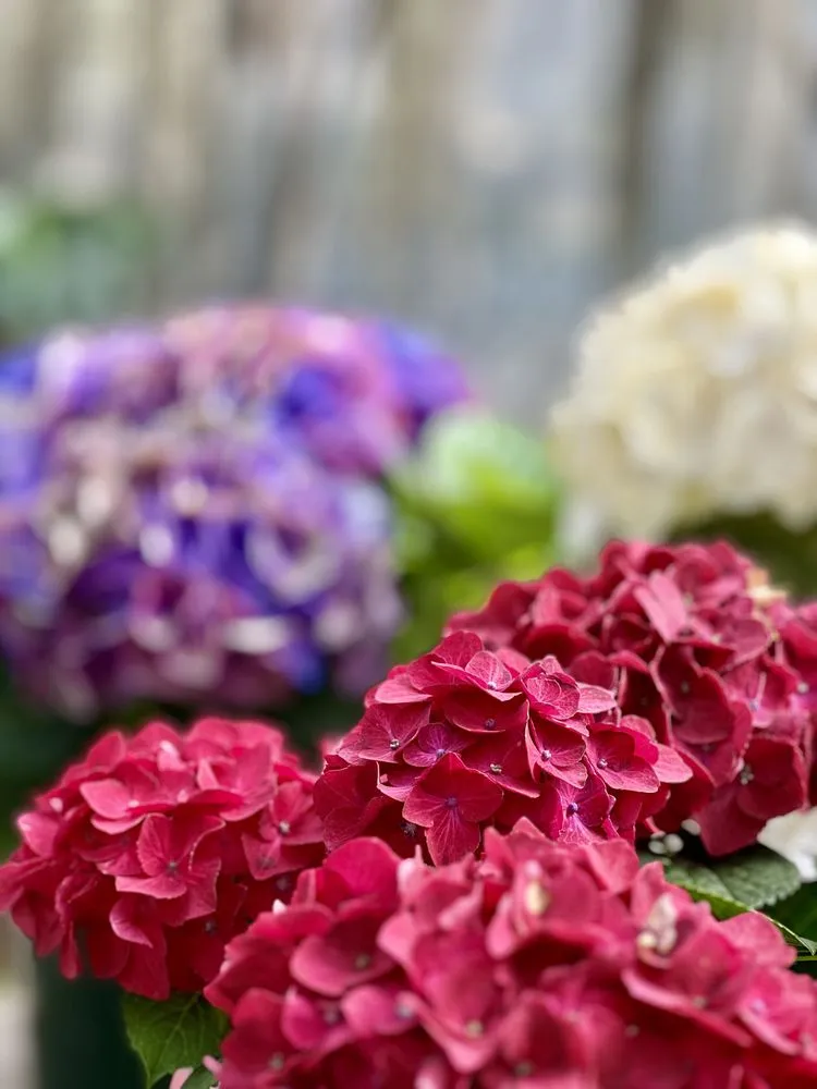 Reliable outdoor landscaping for beautiful yards across Wind Gap, PA - Albanese Garden Center & Greenhouse