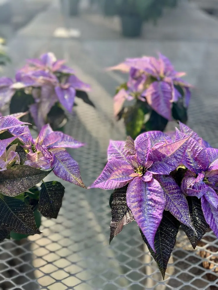 Reliable garden landscaping experts serving Wind Gap, PA - Albanese Garden Center & Greenhouse