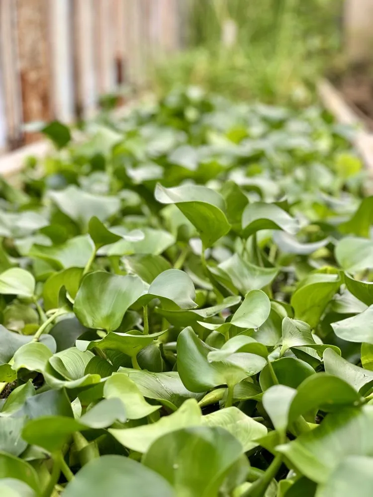 Local outdoor landscaping in Wind Gap, PA - Albanese Garden Center & Greenhouse