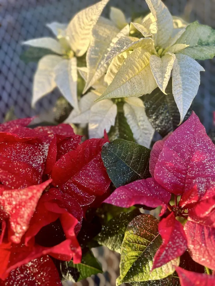 Top-rated yard cleanup service for residential properties in Wind Gap, PA by Albanese Garden Center & Greenhouse