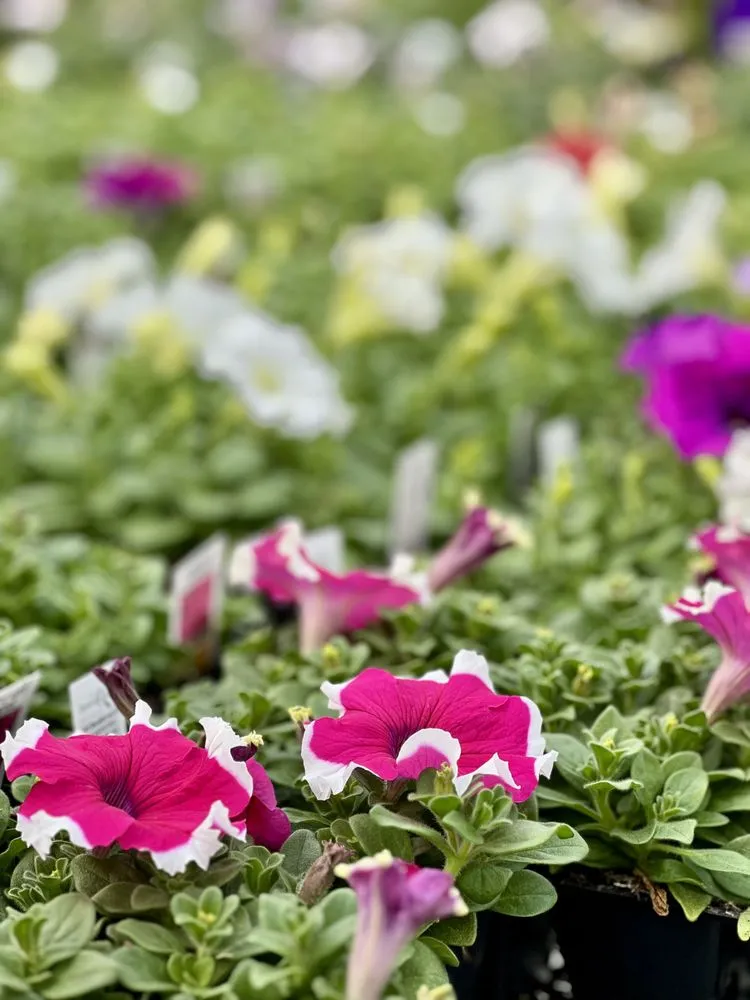 Professional landscape design for homes across Wind Gap, PA - Albanese Garden Center & Greenhouse