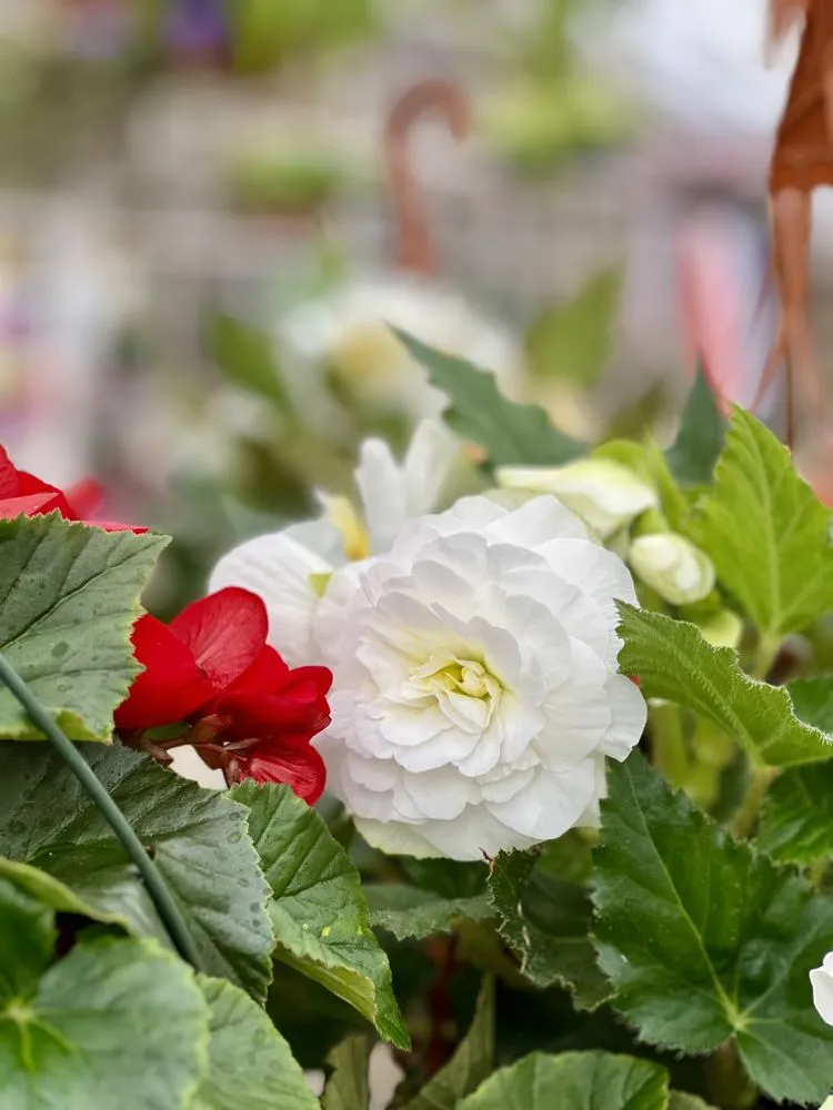 Reliable lawn mowing service for homes across Wind Gap, PA - Albanese Garden Center & Greenhouse