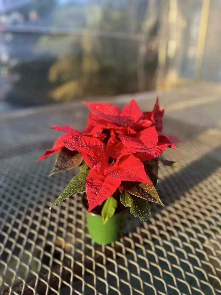 Trusted lawn mowing service in Wind Gap, PA - Albanese Garden Center & Greenhouse