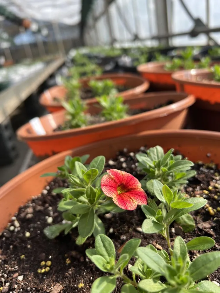 Reliable landscape installation for beautiful yards in Wind Gap, PA by Albanese Garden Center & Greenhouse