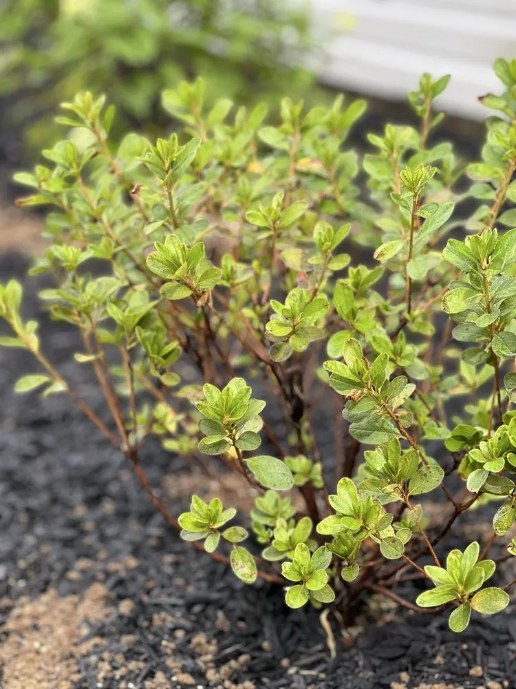 Top-rated lawn care service in Wind Gap, PA by Albanese Garden Center & Greenhouse