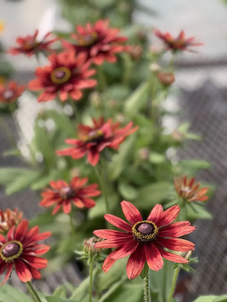 Reliable landscape installation for residential properties across Wind Gap, PA - Albanese Garden Center & Greenhouse