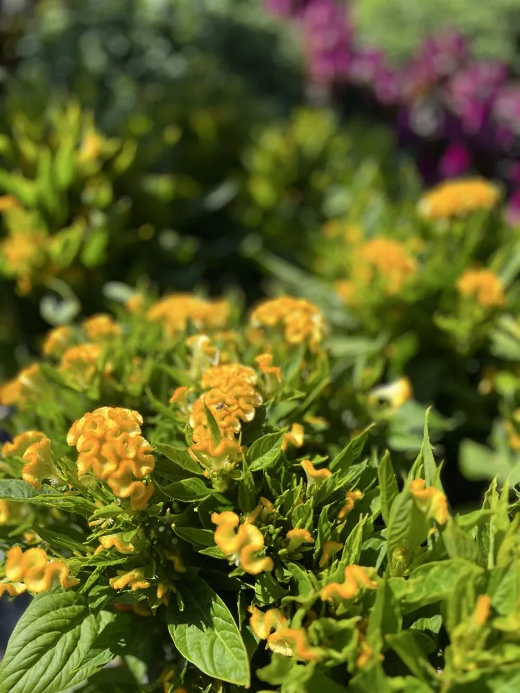 Professional lawn mowing service near you across Wind Gap, PA - Albanese Garden Center & Greenhouse