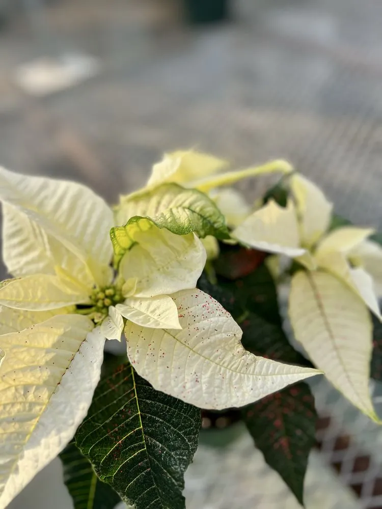 Affordable landscaping services experts serving Wind Gap, PA - Albanese Garden Center & Greenhouse