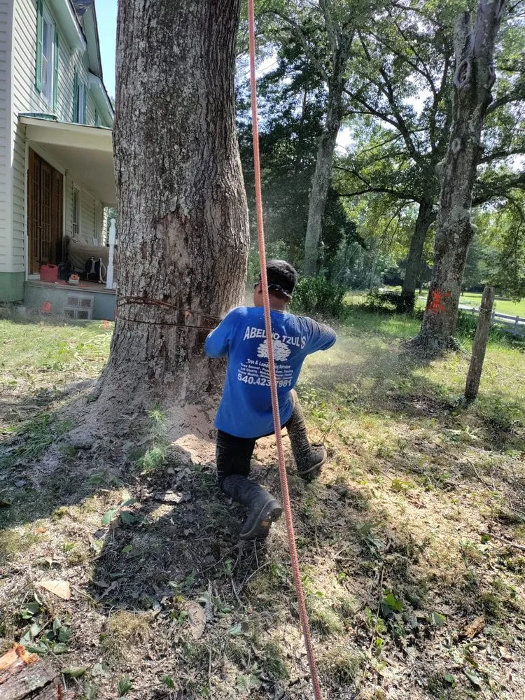 Top-rated lawn care service for residential properties across Culpeper, VA - Albelino Tree Service and Landscaping