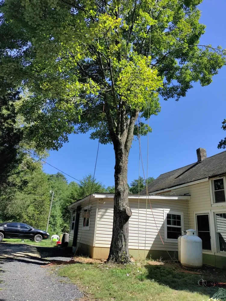 Top-rated yard maintenance for year-round maintenance in Culpeper, VA by Albelino Tree Service and Landscaping