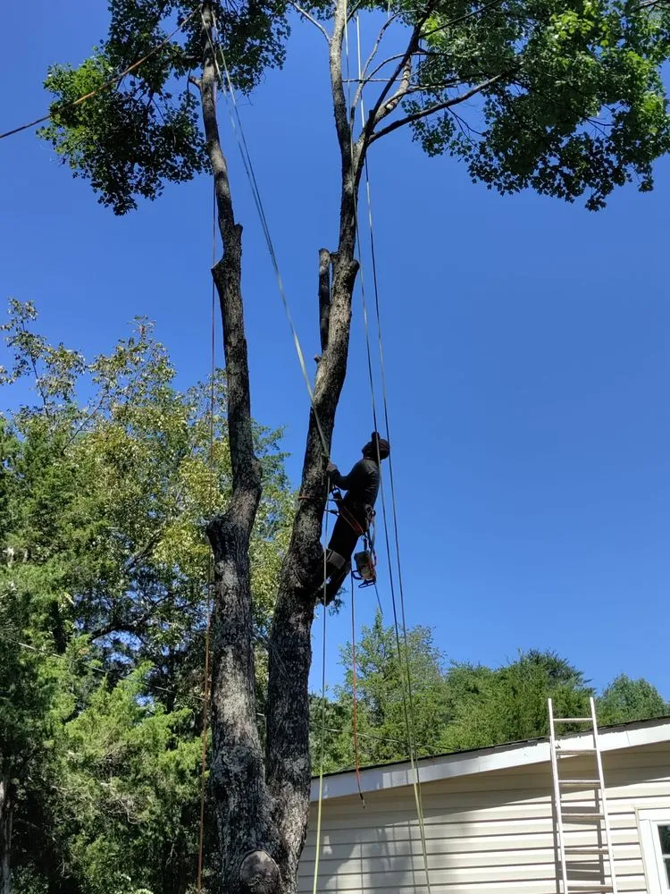 Reliable lawn care service for residential properties in Culpeper, VA by Albelino Tree Service and Landscaping