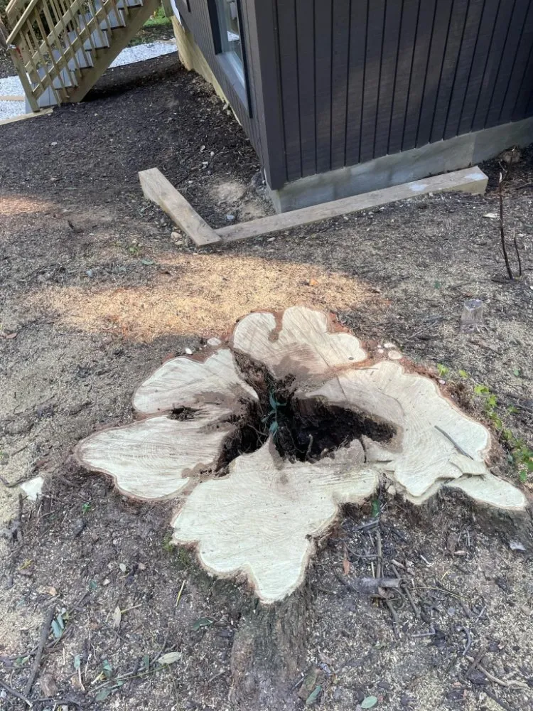 Custom outdoor landscaping for year-round maintenance in Culpeper, VA by Albelino Tree Service and Landscaping