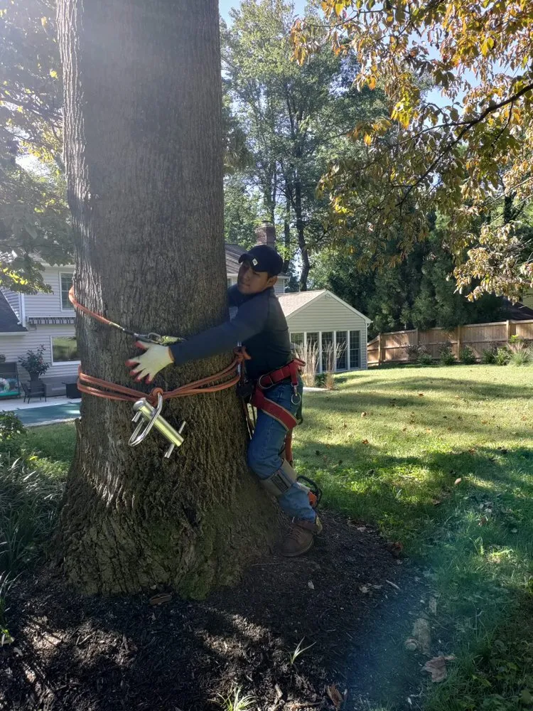 Affordable landscape installation in Culpeper, VA by Albelino Tree Service and Landscaping