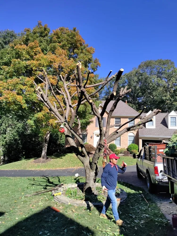 Affordable landscape installation in Culpeper, VA - Albelino Tree Service and Landscaping