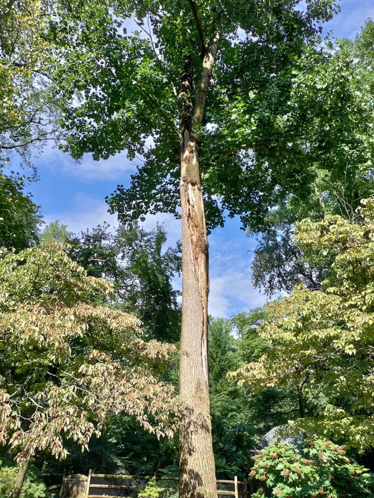 Affordable lawn care service in Culpeper, VA by Albelino Tree Service and Landscaping