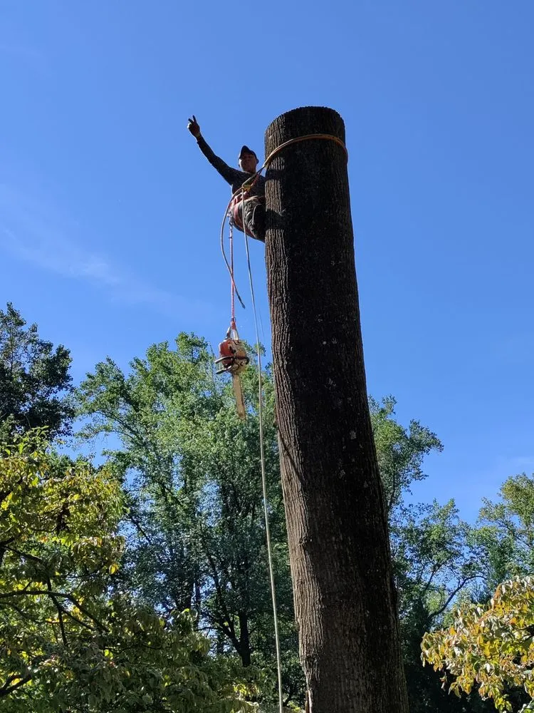 Custom yard cleanup service in Culpeper, VA by Albelino Tree Service and Landscaping
