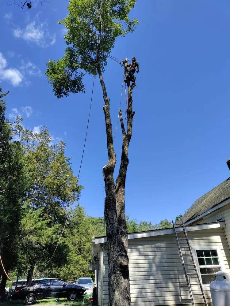 Trusted outdoor landscaping with custom design across Culpeper, VA - Albelino Tree Service and Landscaping