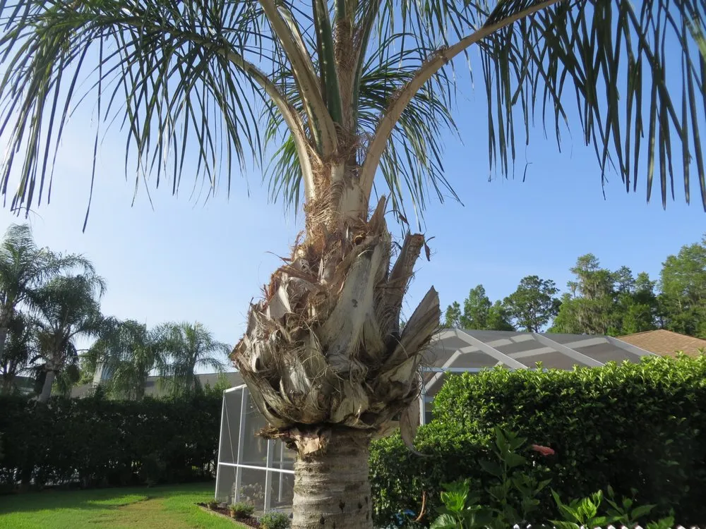 Local lawn care service for beautiful yards across Tampa, FL - Albert & Ellis