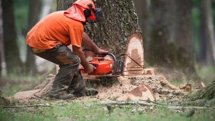 Reliable landscape design experts serving Tampa, FL - Albert & Ellis