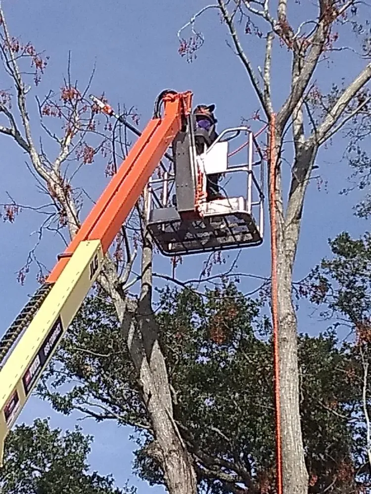 Professional landscape installation in Tampa, FL - Albert & Ellis