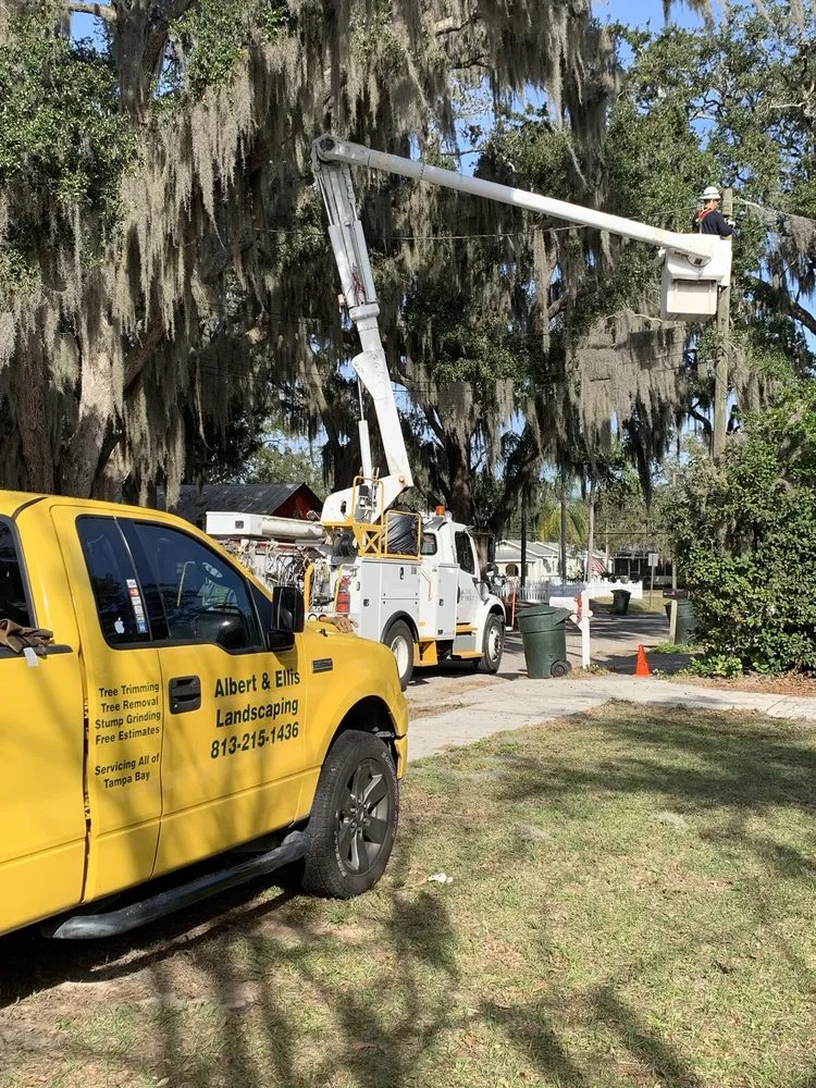 Affordable landscape installation experts serving Tampa, FL - Albert & Ellis