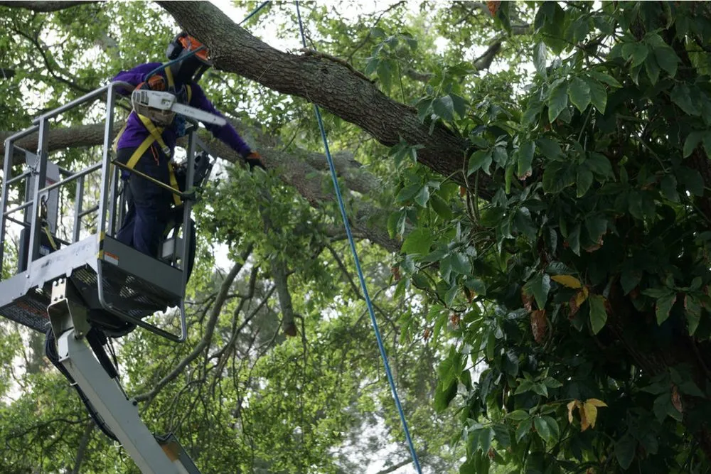 Affordable garden landscaping for beautiful yards across Tampa, FL - Albert & Ellis