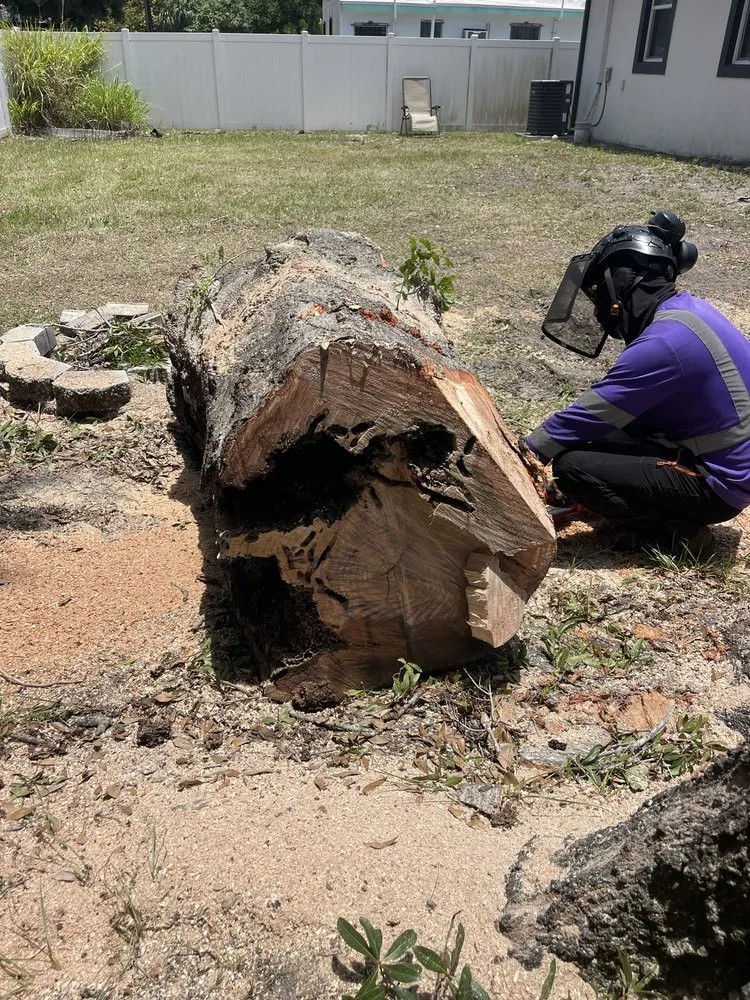 Expert outdoor landscaping near you in Tampa, FL by Albert & Ellis