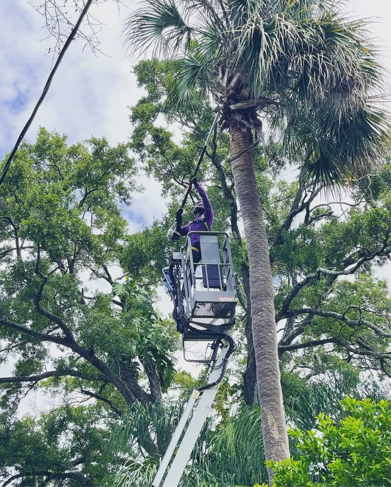 Top-rated outdoor landscaping experts serving Tampa, FL - Albert & Ellis