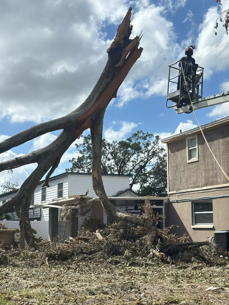 Expert lawn care service experts serving Tampa, FL - Albert & Ellis