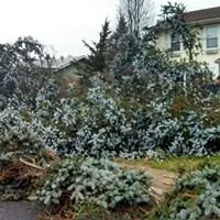 Expert yard cleanup service in Jackson, NJ - Albert Harshaw Tree and Landscape Service